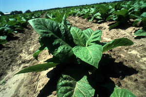 Tobacco plant in field