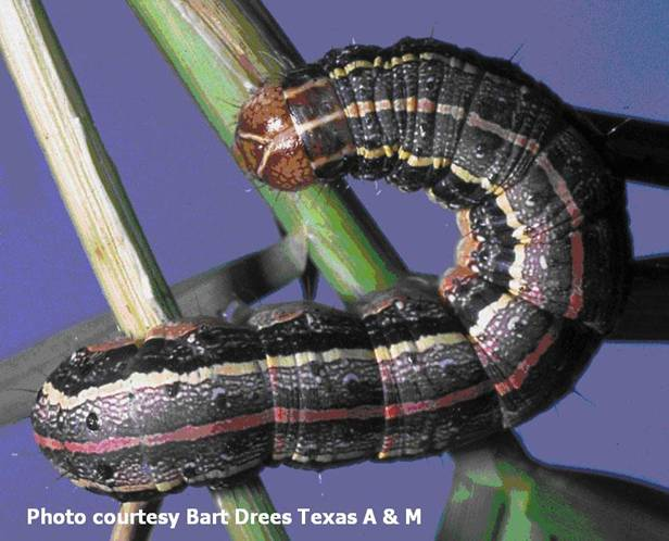 Cover photo for Prepare to Defend Against Armyworms