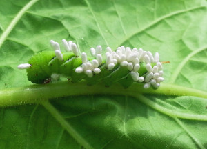 Cover photo for Tobacco Insect Scouting Report, June 26 2015