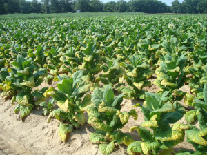 Cover photo for Potassium Fertility: An Overview of Nutrient Demand, Application Rates, and Deficiency