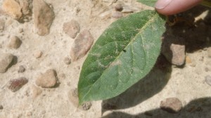 Cover photo for Tobacco Insect Scouting Report. May 9, 2014