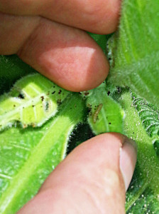 Cover photo for Budworms Are Hatching, but It Pays to Wait Until They Reach Threshold to Treat