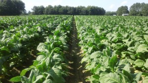 Cover photo for Tobacco Insect Scouting Report. June 26, 2014