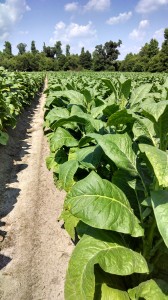 Cover photo for Tobacco Insect Scouting Report. June 20, 2014