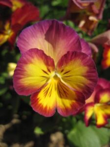 Pansies