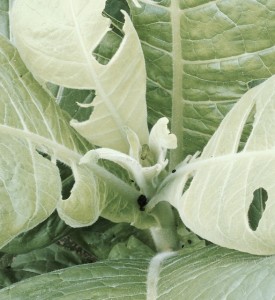 Cover photo for Tobacco Insect Scouting Report, June 12 2015