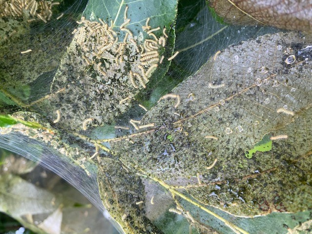 Fall Webworm on Pecan tree