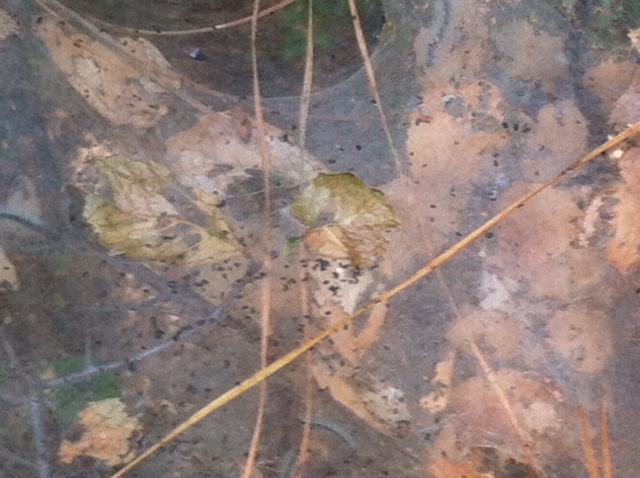 Bagworms Or Fall Webworms North Carolina Cooperative Extension