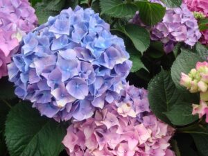 Cover photo for How to Change Hydrangea Color
