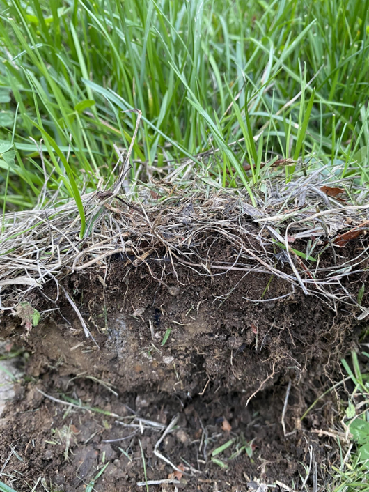 Thatch in Lawn