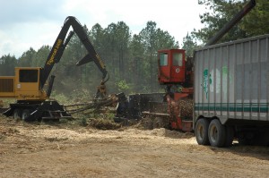 Cover photo for Timber Sale Process Using a Professional