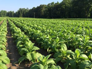 Cover photo for From the Field-Agronomy Notes: Vol. 2, Num. 1