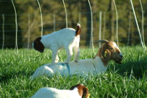 Cover photo for Do You Know the Worldwide Trend of Goat Numbers?