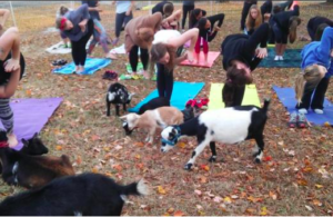 Cover photo for Yoga With Goats
