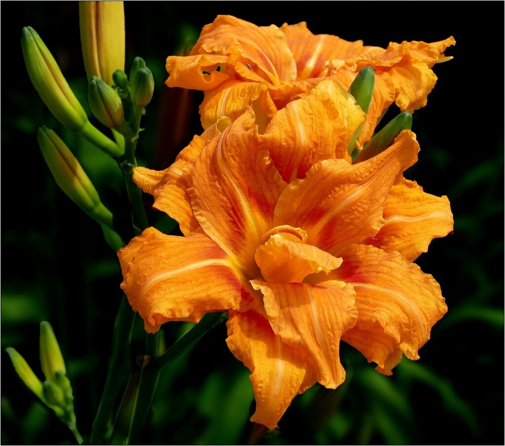 Rethinking Daylilies  N.C. Cooperative Extension