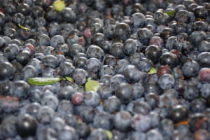 blueberries