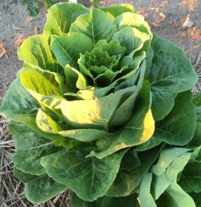 Lettuce