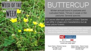 Buttercup