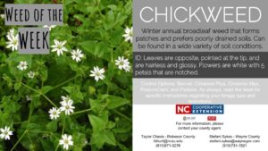 Picture of Chickweed