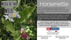Horsenettle