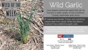 Cover photo for Weed of the Week: Wild Garlic