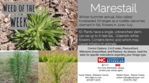 Marestail weed