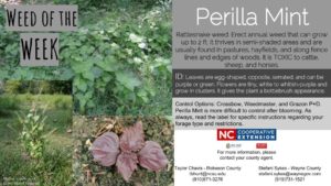 Perilla Mint