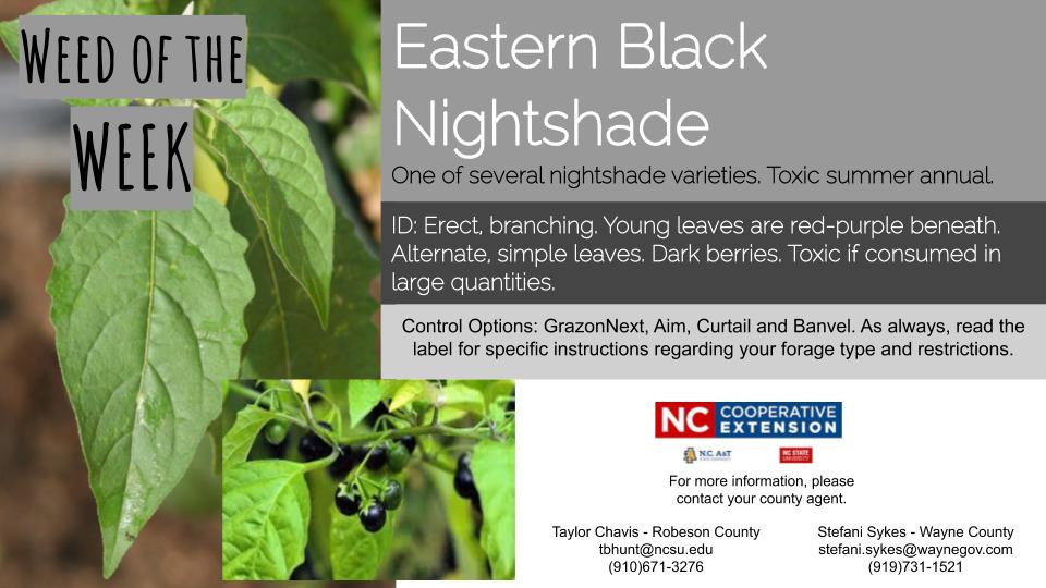 Eastern Black Nightshade