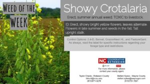 Showy Crotalaria