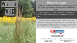 Broomsedge