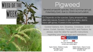 Pigweed