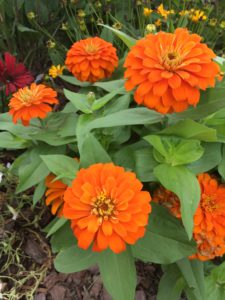 Orange Zinnia Flowers