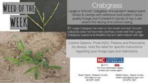Crabgrass
