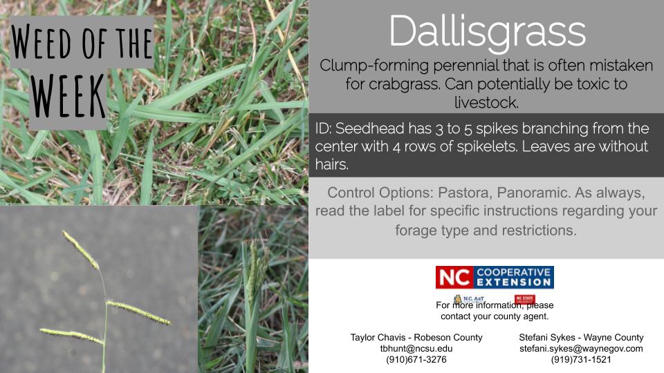 Dallisgrass