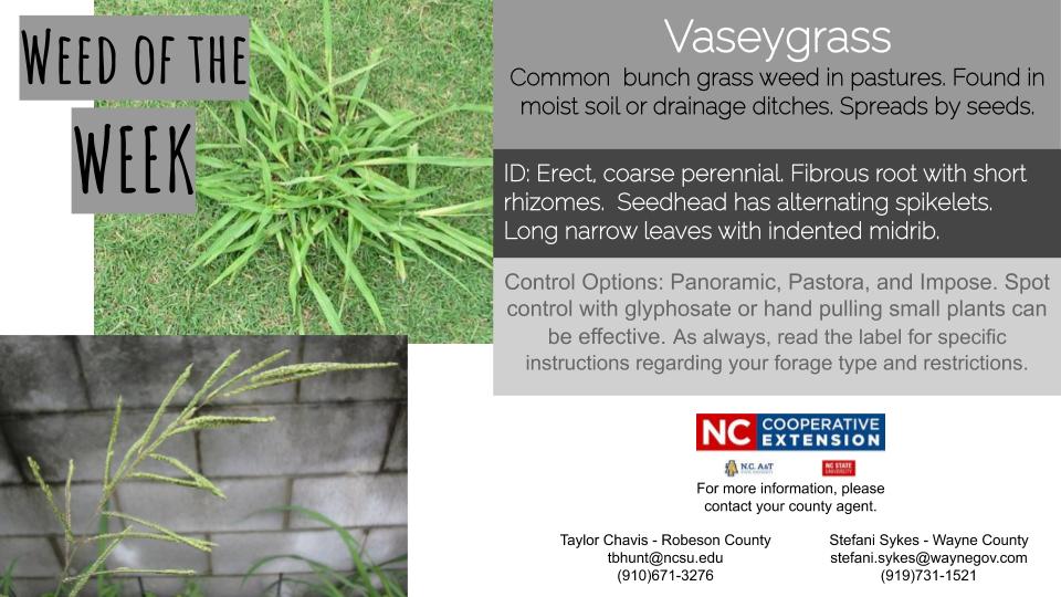 Vaseygrass