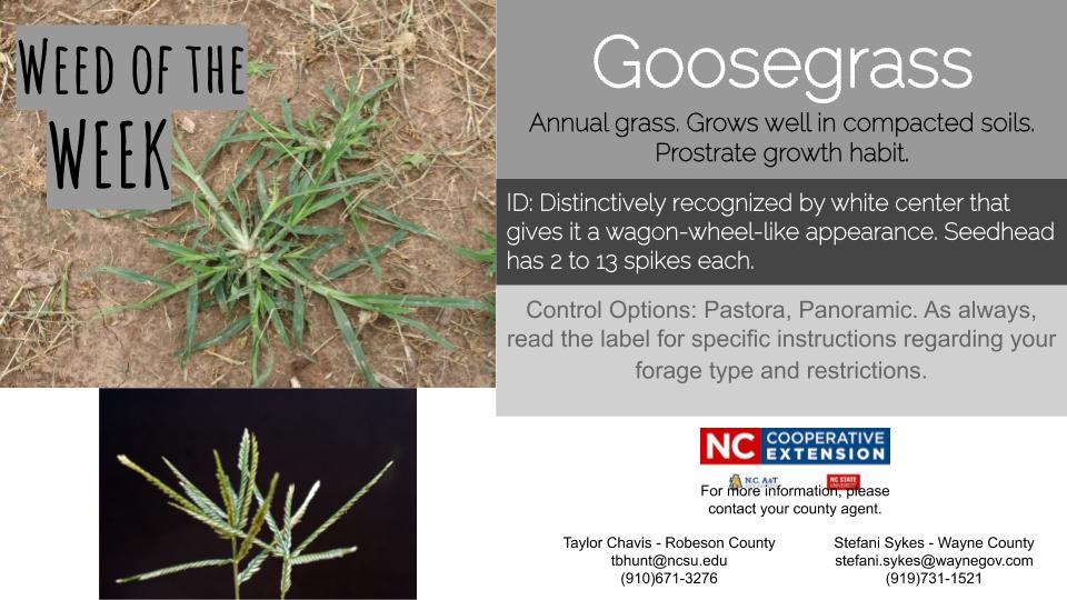 Goosegrass