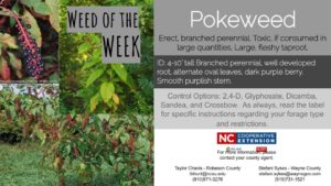 Pokeweed