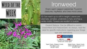 Ironweed
