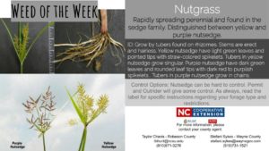 Nutgrass