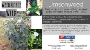 JImsonweed