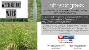 Johnsongrass