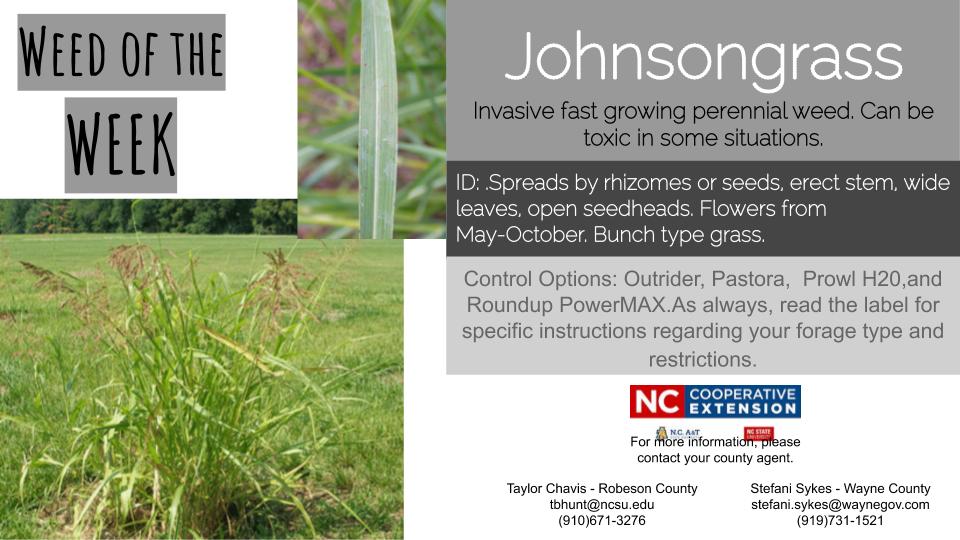 Johnsongrass