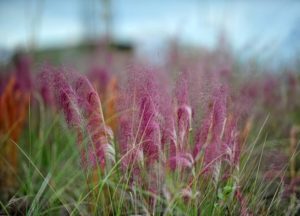 Pink Muhley Grass
