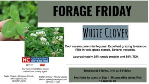 White Clover
