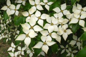 Kousa Dogwood Flowers