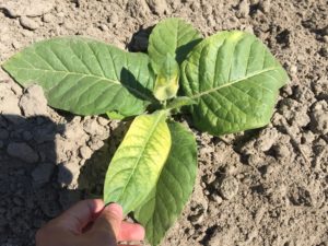 Cover photo for From the Field - Agronomy Notes: Vol. 4, Num. 4