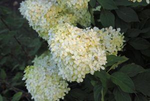 Limelight Hydrangea