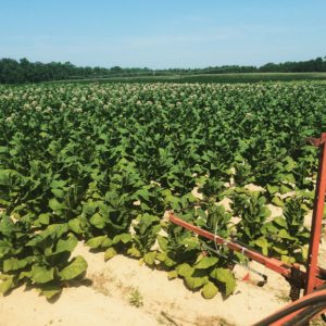 Cover photo for From the Field - Agronomy Notes: Vol. 4, Num. 7