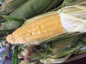 Sweet Corn at Farmers Market