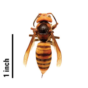 Asian Giant Hornet